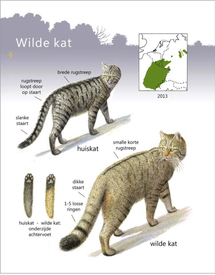 Verschil huiskat - Wilde Kat